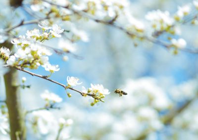 apiturismo-valladolid