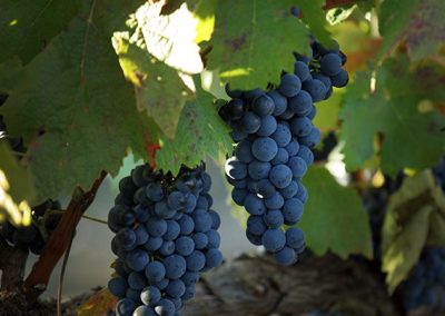 enoturismo-cigales-valladolid