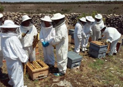 experiencnia-turismo-avejas