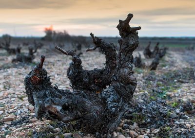 turismo-vino-cigales-valladolid